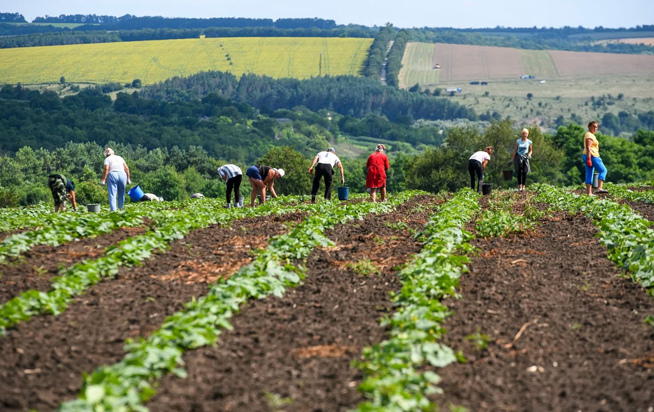 Цены на землю в Украине: как изменится стоимость гектара до конца 2024 года